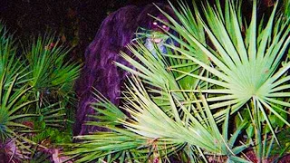 Florida's Skunk Ape