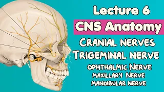 6-CNS Anatomy | Trigeminal nerve (Cranial Nerve V) | ophthalmic - maxillary nerve - mandibular nerve