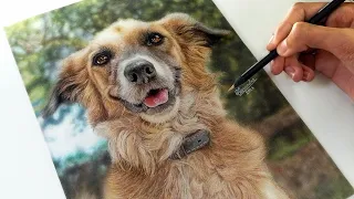 Tutorial de como desenhar um cachorro realista!