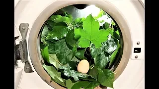 Experiment - Leaves - in a Washing Machine - Centrifuge