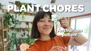 PLANT CHORES | new cabinet fans, repotting, and collecting Anthurium pollen!!