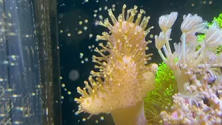 7 corales blandos para iniciar con corales/