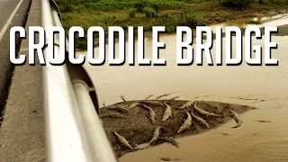 Crocodile Bridge, Costa Rica
