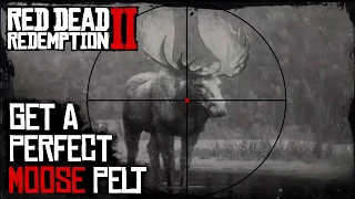 Red Dead Redemption 2: Get a perfect moose pelt