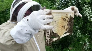 Пересадка роя из ловушки в улей