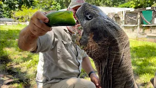 Meet Adolf The 106 Year Old Galapagos Tortoise! 🐢