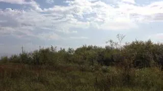 Swallows above wet meadow 2