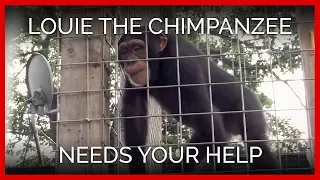 Caged Most of His Life—Louie the Chimpanzee Needs Your Help