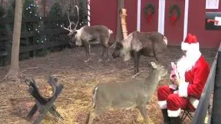 [ReindeerCam.com] Santa Feeding Reindeer