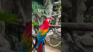 Macaw & Tucan