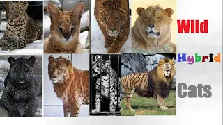 All Hybrid Big Cats - Hybrid Cats