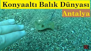 Konyaaltı Deniz Canlıları Antalya