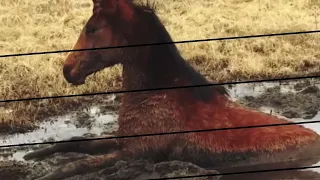 Hombre rescata a caballo salvaje que lloraba. No se puede creer lo agradecido que está