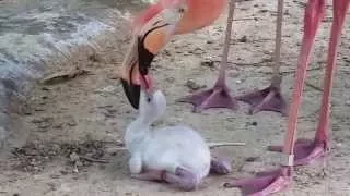 Caribbean flamingos feeding chick