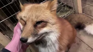 Alice the fox. The fox got her treat.