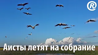 Аисты летят на собрание. Большая стая белых аистов (Ciconia ciconia). Съёмка с дрона DJI Mini 2.