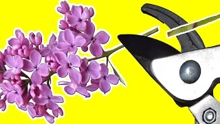 How to prune a lilac tree (Syringa)