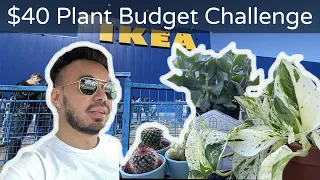 Plant Shopping at Big Box Stores | Houseplant Vlog