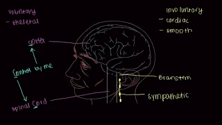 THE NERVOUS SYSTEM: Muscle Innervation: Muscular-Skeletal System