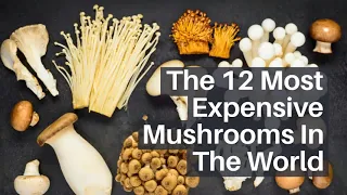 12 Most Expensive Mushrooms in the World