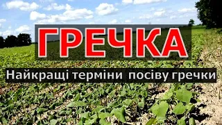 Коли сіяти гречку? Найкращі терміни коли потрібно сіяти гречку. Гречка в Україні.