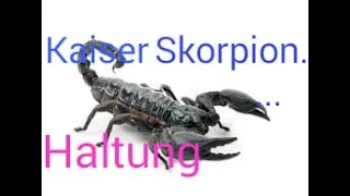 HALTUNGS BASICS VOM KAISERSKORPION / PANDINUS IMPERATOR / EMPEROR SCORPION CARE