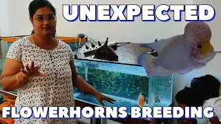 Unexpected My Pet Flowerhorns Breeding Vlog | Breeding Fishes | Simbaa Vlogs