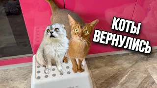 влог: НОЧЬ С КОТАМИ | ВЕРНУЛИСЬ С ДАЧИ