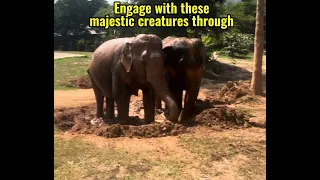 Samui Elephant Sanctuary, a distinguished refuge