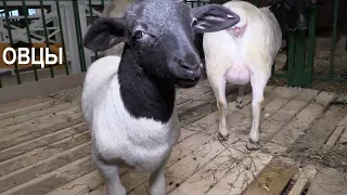 Овцы разных пород на выставке АгроФерма-2018
