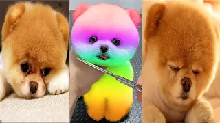 Tik Tok Chó Phốc Sóc Mini 😍 Funny and Cute Pomeranian #172