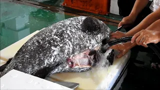 割120斤石斑魚，切魚切割技巧