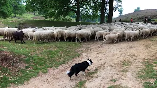 Sheep and Goat Herding  With Dogs