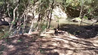 Freshwater crocodile at Hardies 4WD track