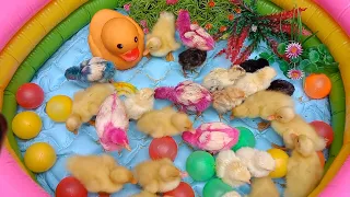 Catch Cute Chickens, Colorful Chickens, Rabbits, Cats, Swans,Ducks,Betta Fish,Turtle,Cute Animals