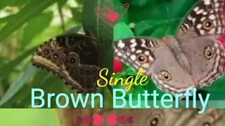 Single Brown Butterfly meaning in Bengali 🦋 | #Papia  #Brownbutterfly | @BeHappyAndPositive04