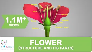 Flower Structure and its Parts