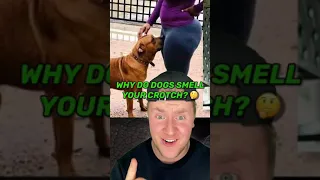 WHY DO DOGS SMELL YOUR CROTCH? 🐶👃