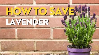 Lavender DYING OFF | Problems with LAVENDER