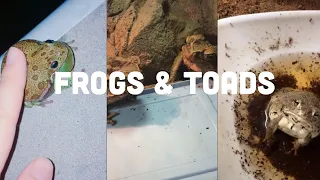 🐸Frogs and Toads TikTok Compilation | TikTok but it’s all frogs | Funny Cute Frog Compilation 2020