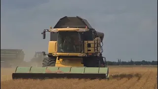 Уборка льна масляничного. Жатка "Славянка" 9м. No-till 08.08.2022