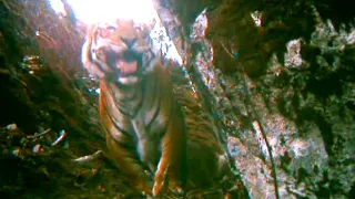 How High Can Tigers Live in the Himalayas? | Expedition Tiger | BBC Earth