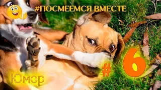 Посмеемся вместе # 6 приколы смех юмор февраль 2019