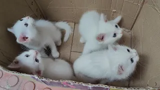 Kittens masti💗😻#catlover #petlover #youtubevideo #viralcat #fluffy