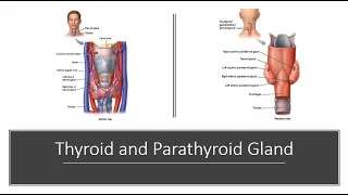 Thyroid and Parathyroid