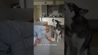 My dog’s hilarious reaction to free cheese 😂 #husky #funny #dog #dogs #shorts #dogshorts #doglover