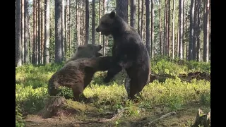Brutal Bear Fight in Finland!
