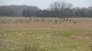 Honkers Landing in Corn Field, Stevensburg, VA