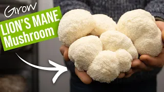 How To Grow Lions Mane Mushrooms! | GroCycle