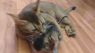 Абиссинская кошка ест котёнка. Abyssinian cat eating kitten